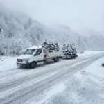 Brazi de Crăciun - imagine 2