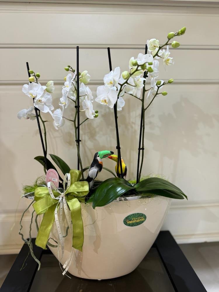 aranjament-orhidee.jpg Aranjament cu orhidee naturala - imagine 1